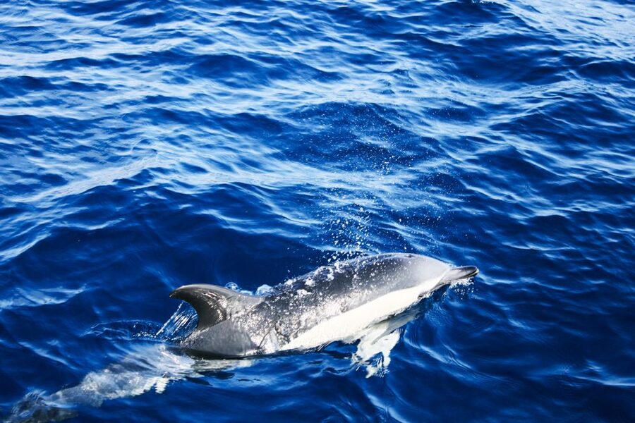 Puerto del Carmen: Dolphin-Watching Speedboat Tour with Swim - Who will enjoy this trip most?