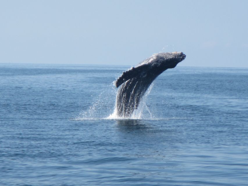 Puerto Escondido: Boat Tour among Dolphins and Turtles - Should you book the Puerto Escondido dolphin and turtle tour?