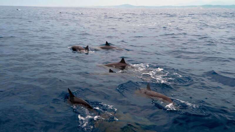 Puerto Escondido: Boat Tour among Dolphins and Turtles - Why the early Pacific light makes this trip worthwhile