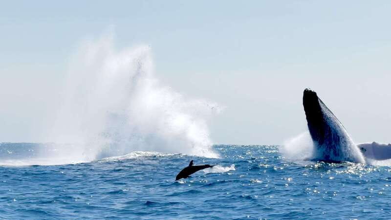 Puerto Escondido: Boat Tour among Dolphins and Turtles - Dolphins, turtles, and the thrill of an unexpected whale