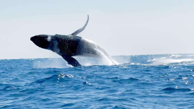 Puerto Escondido: Boat Tour among Dolphins and Turtles - What the three-hour boat ride feels like