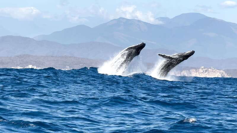 Puerto Escondido: Boat Tour among Dolphins and Turtles - Is $79 a fair price for the morning?