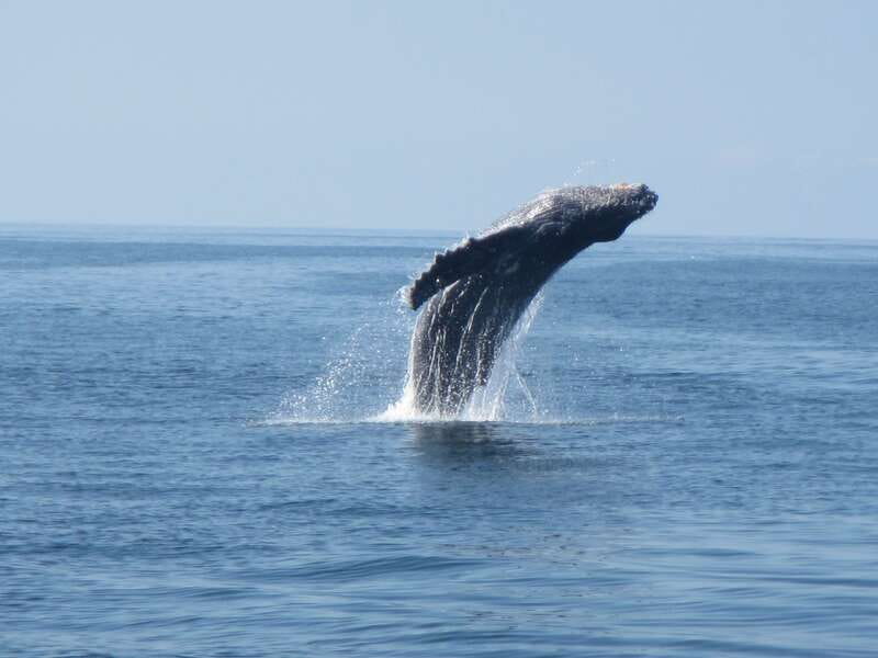 Puerto Escondido: Boat Tour among Dolphins and Turtles - Who should book this Puerto Escondido cruise?