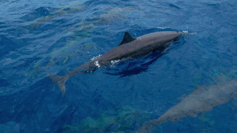 Puerto Escondido: Boat Tour among Dolphins and Turtles - Simple preparation for a better morning