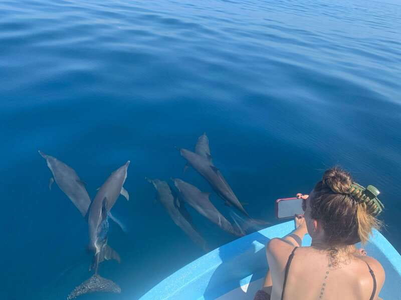 Puerto Escondido: Boat Tour to see Dolphins and Marine Life - Key points to know before you go