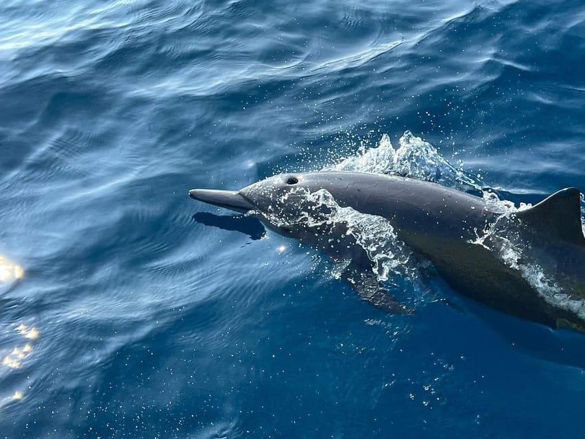 Puerto Escondido: Boat Tour to see Dolphins and Marine Life - Turtles, rays, fish, and the snorkeling stop