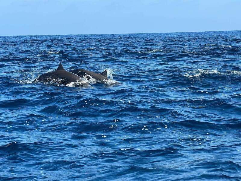 Puerto Escondido: Boat Tour to see Dolphins and Marine Life - Winter whale watching from November through March