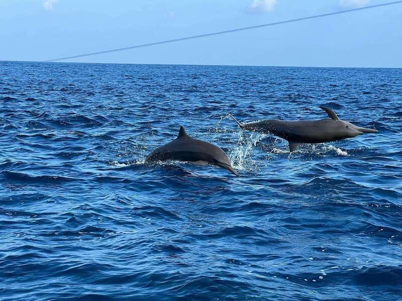 Puerto Escondido: Boat Tour to see Dolphins and Marine Life - The guides and the feel on board