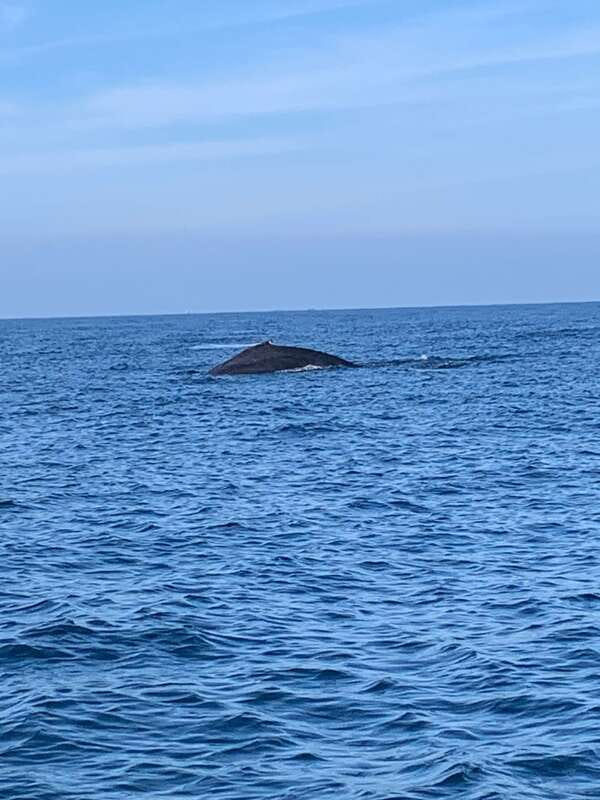 Puerto Escondido: Boat Tour to see Dolphins and Marine Life - Is $46 good value?
