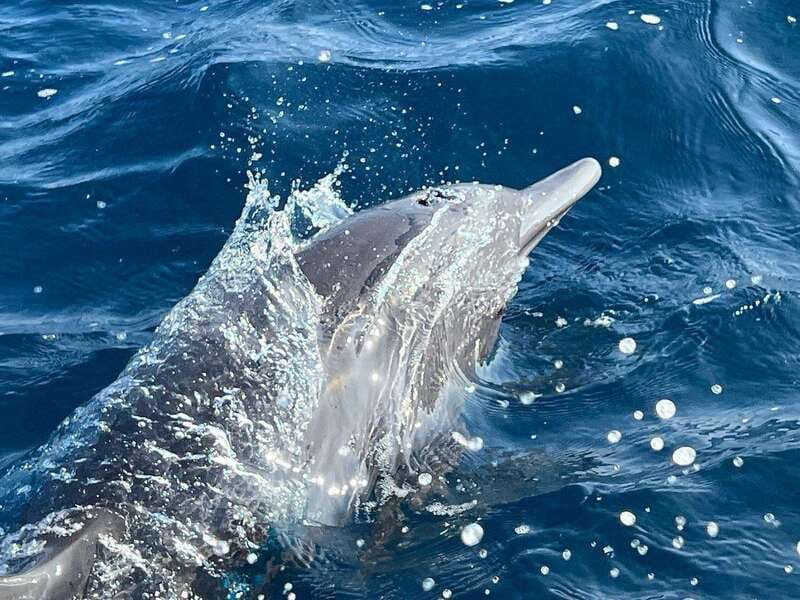 Puerto Escondido: Boat Tour to see Dolphins and Marine Life - Leaving Puerto Angelito and finding the animals