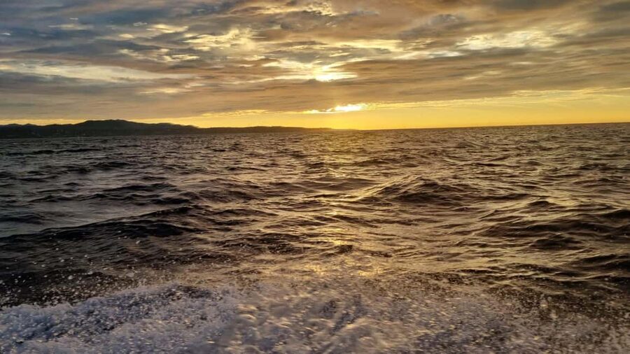 Puerto Escondido: The Best Adventure for Dolphin Watching - Searching the Open Water for Four Dolphin Species