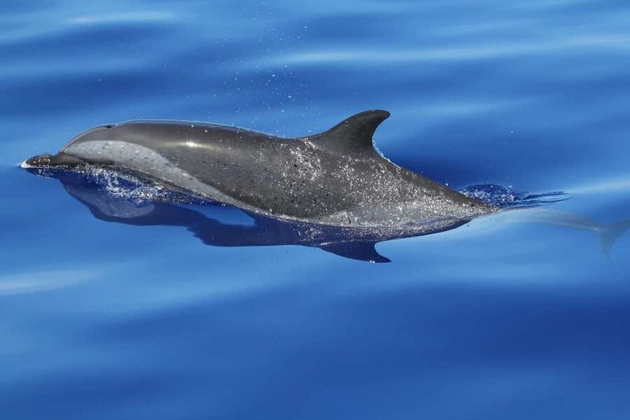 Puerto Escondido: The Best Adventure for Dolphin Watching - Entering the Water Near the Dolphins