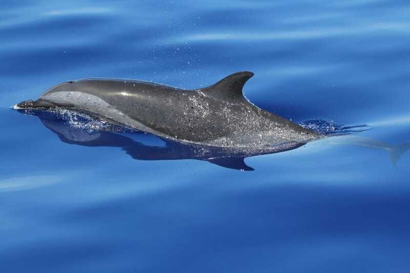 Puerto Escondido: The Best Adventure for Dolphin Watching - Who Should Book This Dolphin Trip?