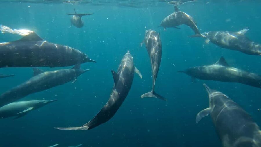 Puerto Escondido: The Best Adventure for Dolphin Watching - Watching Dolphins From the Boat