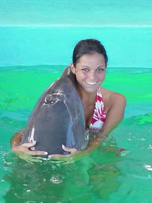 Puerto Plata: Dolphin Encounter at Ocean World - Meeting a dolphin in waist-deep water