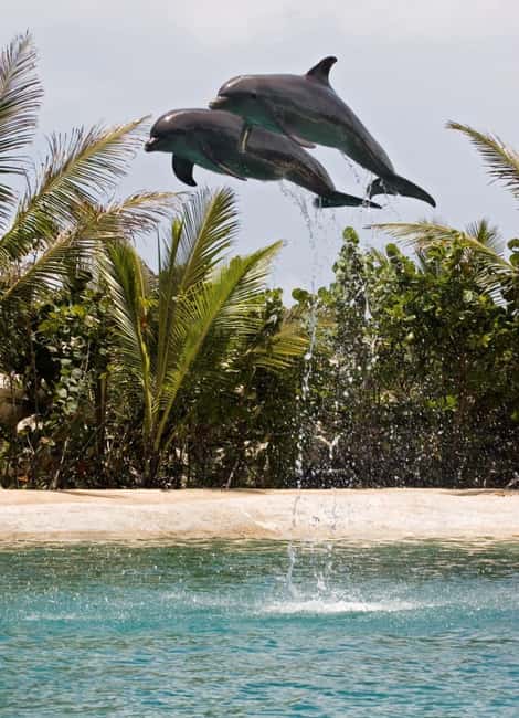 Puerto Plata: Dolphin Encounter at Ocean World - Tropical Reef snorkeling: know what to expect