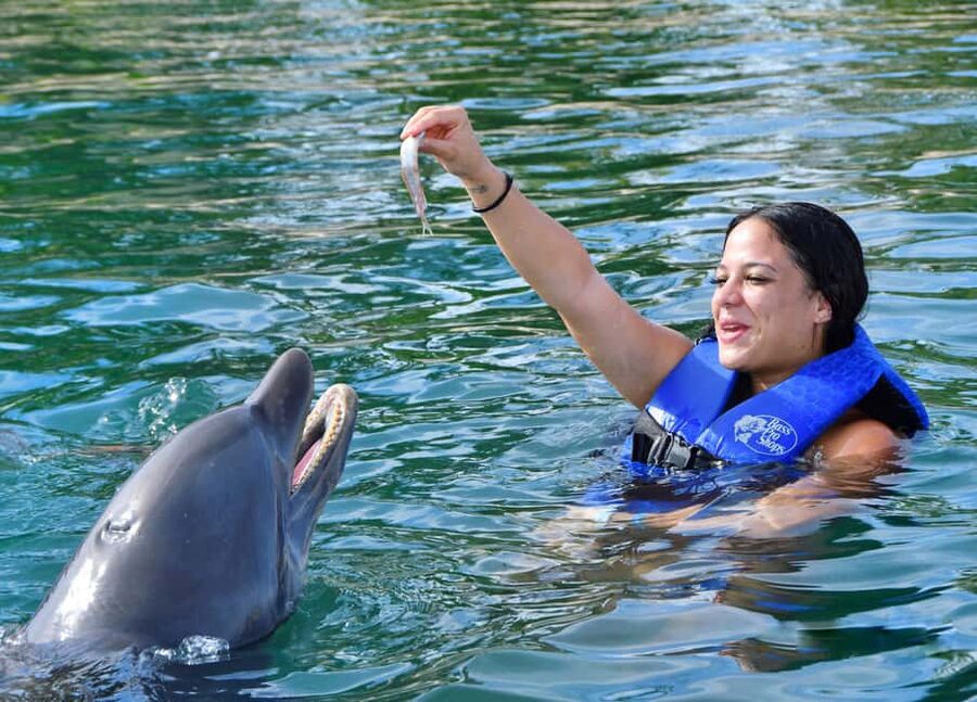 Puerto Plata Ocean World Dolphin Swim - Key Points Before You Book