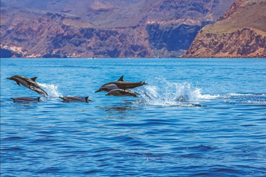 Puerto Rico : 2 hour Dolphin Catamaran Excursion - Should you book the Puerto Rico dolphin catamaran?