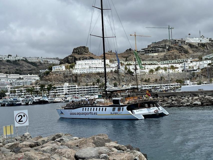Puerto Rico : 2 hour Dolphin Catamaran Excursion - Why the wildlife guarantee matters