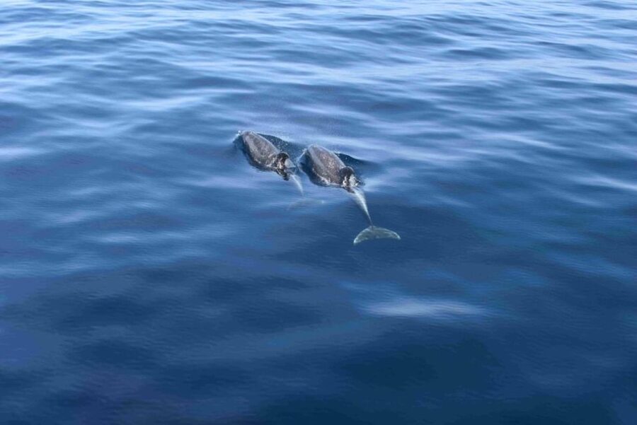 Puerto Rico de Gran Canaria: Premium Dolphin Catamaran Tour - A four-hour cruise from Puerto Rico