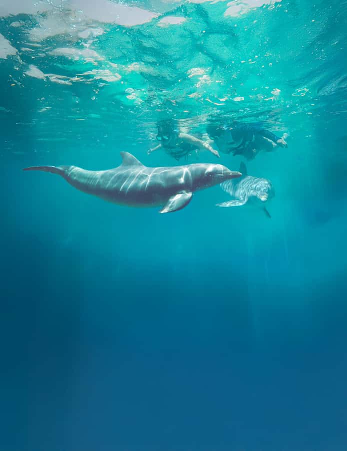 Puerto Vallarta: Dolphin Swimming and Aquaventuras Park - Meeting the dolphins at Aquaventuras Park