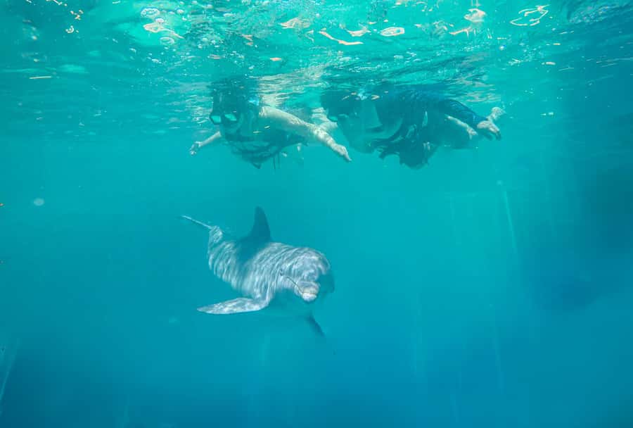 Puerto Vallarta: Dolphin Swimming and Aquaventuras Park - Aquaventuras Park after the dolphin program