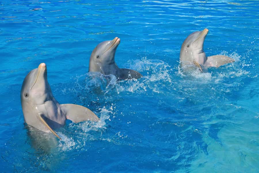Puerto Vallarta: Dolphin Swimming and Aquaventuras Park - Should you book this Puerto Vallarta dolphin experience?