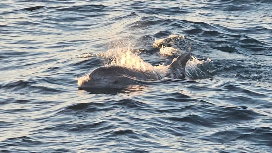 Pula: Brijuni Dolphins Sunset Cruise with Dinner and Drinks - Who will enjoy this cruise most?