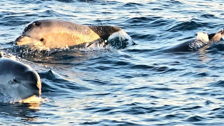 Pula: Brijuni Dolphins Sunset Cruise with Dinner and Drinks - Dolphin watching near Brijuni