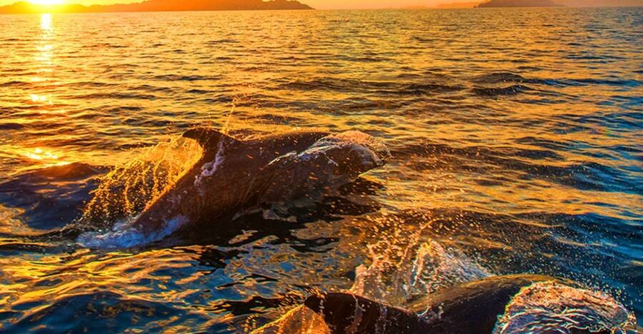 Pula: Brijuni Islands Dolphin Watching & Wildlife Cruise - Looking for Dolphins in Adriatic Waters