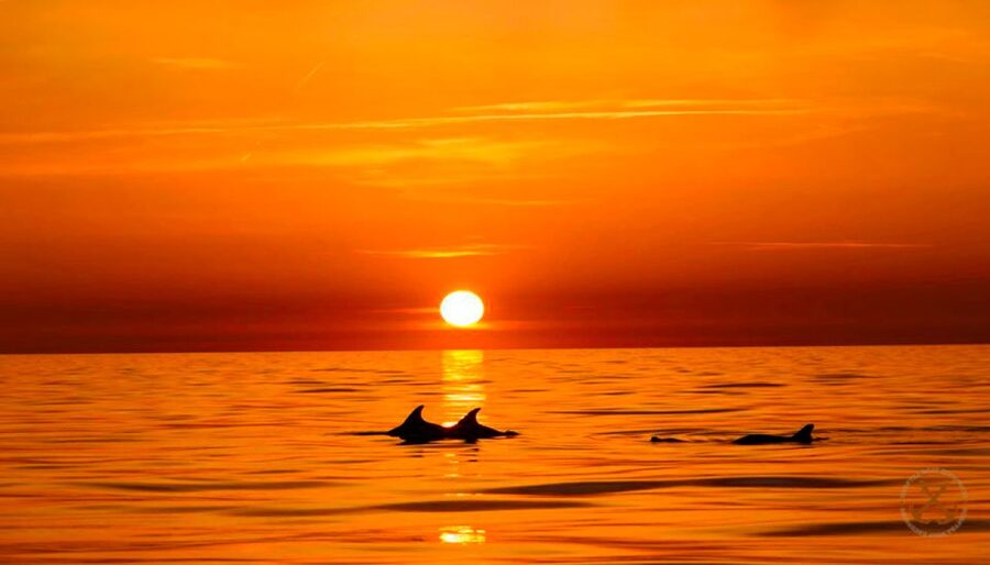 Pula: Brijuni Islands Dolphin Watching & Wildlife Cruise - Dinner, Drinks, and the Open-Sky Evening