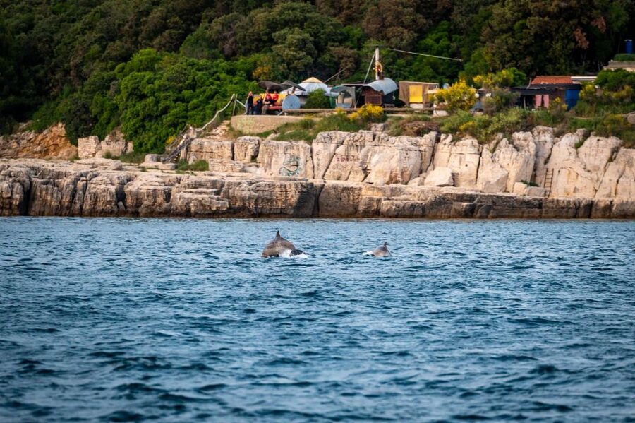 Pula: Brijuni National Park Sunset, Dolphins & Dinner Cruise - Key points to know before you book