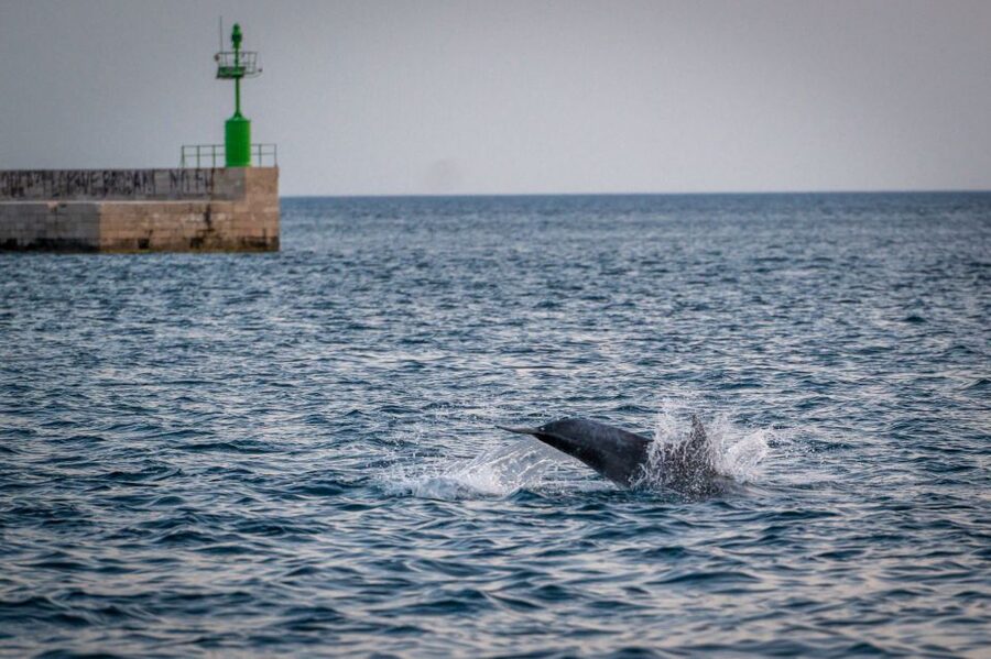 Pula: Brijuni National Park Sunset, Dolphins & Dinner Cruise - Why this Pula boat trip is worth considering