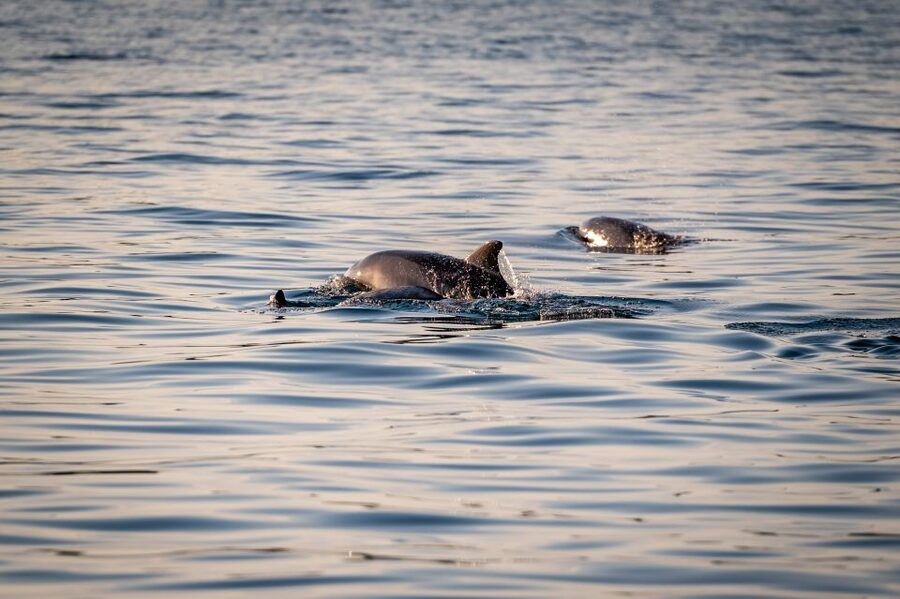 Pula: Brijuni National Park Sunset, Dolphins & Dinner Cruise - Dinner cooked on a traditional wooden boat