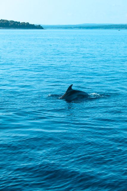 Pula: Dolphin&Sunset Cruise in Brijuni with Dinner&Drinks - Key points to know before you book