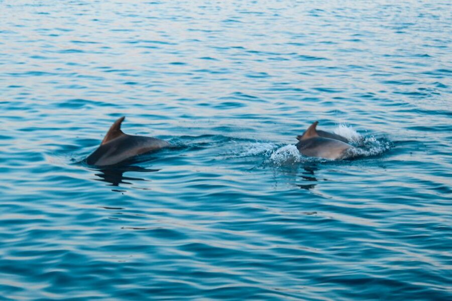 Pula: Dolphin&Sunset Cruise in Brijuni with Dinner&Drinks - Booking details that matter