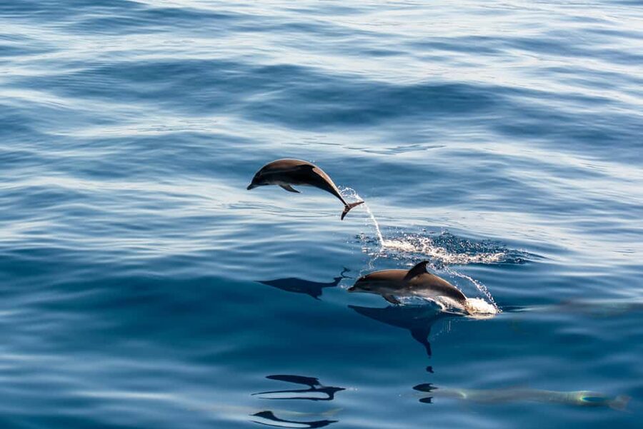 Pula: Dolphin&Sunset Cruise in Brijuni with Dinner&Drinks - Why this Pula sunset cruise works so well