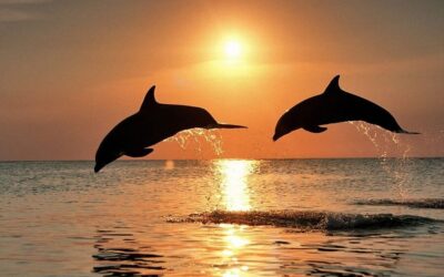 Dolphin&Sunset Cruise in Brijuni with Dinner&Drinks