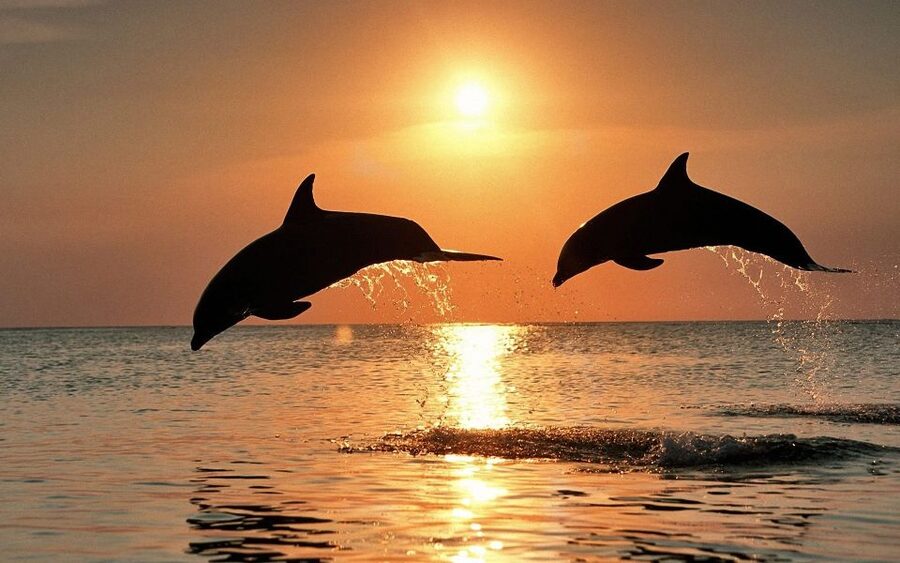 Pula: Dolphin&Sunset Cruise in Brijuni with Dinner&Drinks - Meeting Europa in Pula