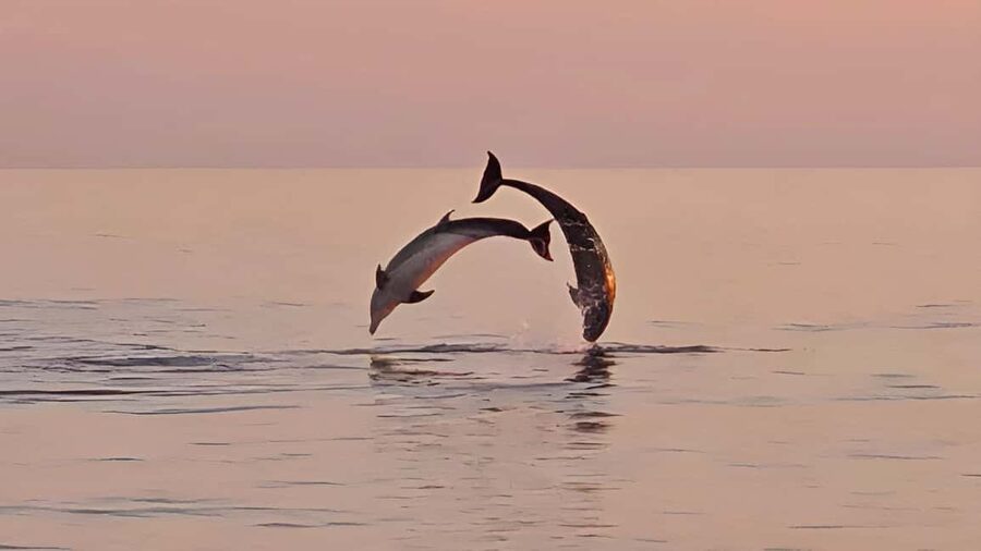 Pula: Dolphin Sunset Cruise to Brijuni with Dinner & Drinks - Key points to know before you book