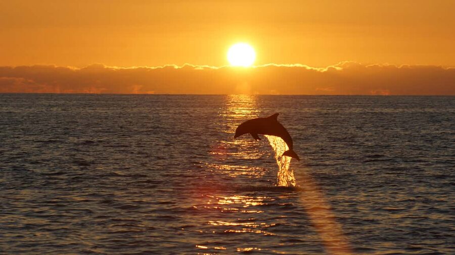 Pula: Dolphin Sunset Cruise to Brijuni with Dinner & Drinks - Searching for dolphins beside Brijuni