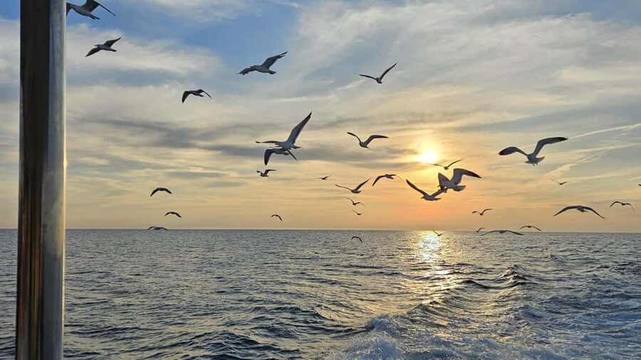 Pula: Dolphin Sunset Cruise to Brijuni with Dinner & Drinks - Who will enjoy this evening cruise