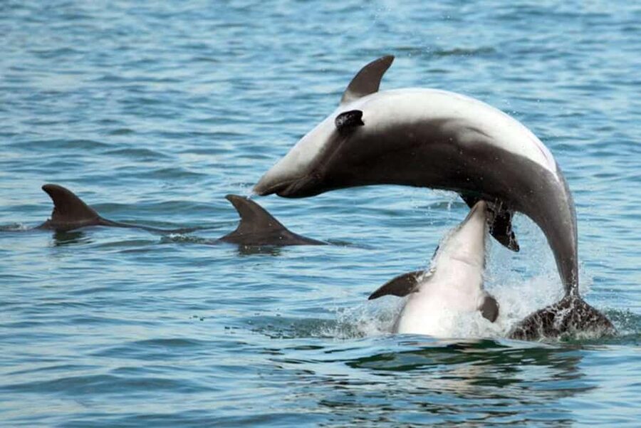 Pula Dolphin Watching Boat Trip - Searching for dolphins near the Brijuni Islands