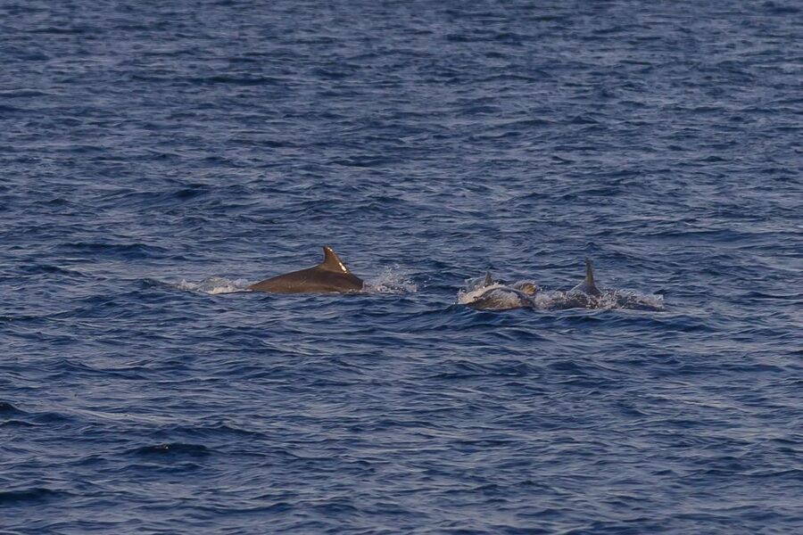 Pula: Dolphin Watching Sunset Cruise with Dinner & Drinks - Watching the sunset from open water