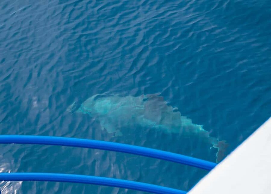 Pula: Private Dolphins & Sunset Tour With Dinner & Drinks - Returning to Pula after dark