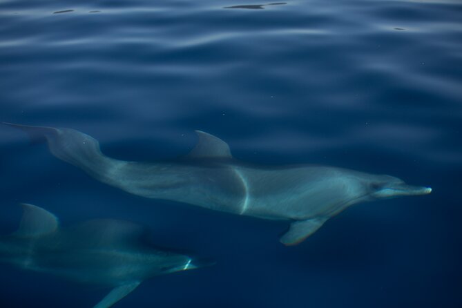 Pula: Private Golden Hour Sail - Dolphins, Drinks & Brijuni Views - Key points to know before you book