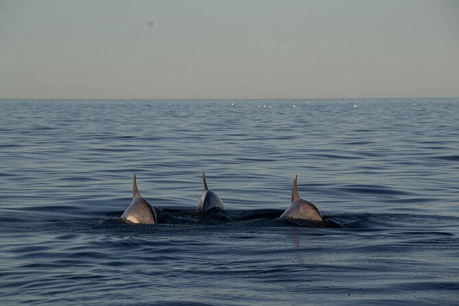 Pula: Private Golden Hour Sail - Dolphins, Drinks & Brijuni Views - Sunset, music, and the return to Pula