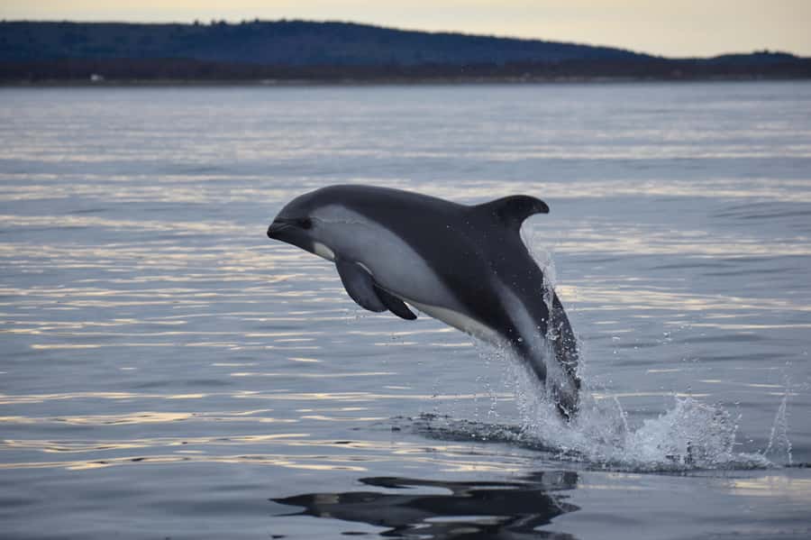 Punta Arenas: Austral Dolphin & Wildlife Watching Boat Tour - Why Bahía Agua Fresca is the right setting