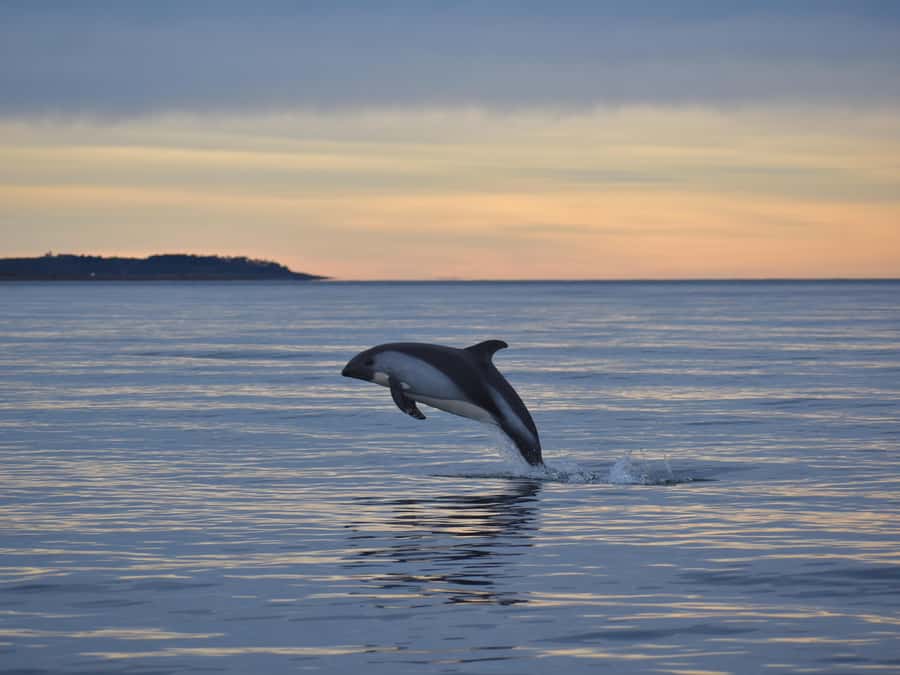 Punta Arenas: Austral Dolphin & Wildlife Watching Boat Tour - A small Zodiac makes the dolphin search personal