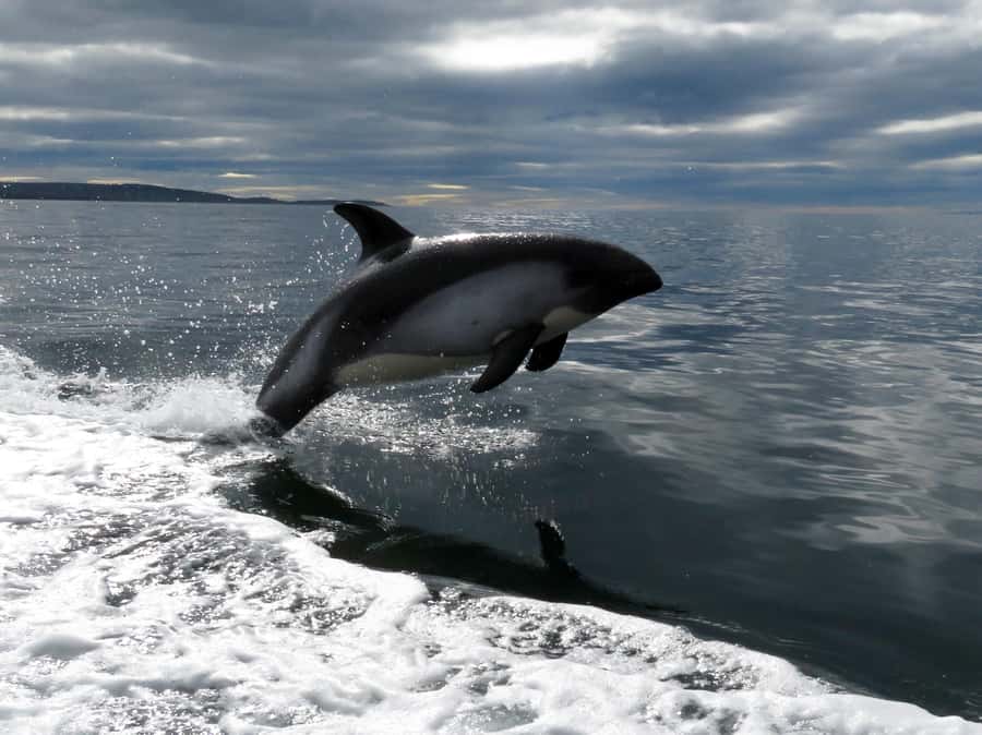 Punta Arenas: Austral Dolphin & Wildlife Watching Boat Tour - Watching the resident austral dolphins
